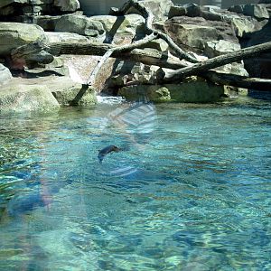 North American River Otter