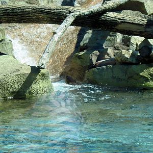 North American River Otter