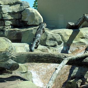 North American River Otter
