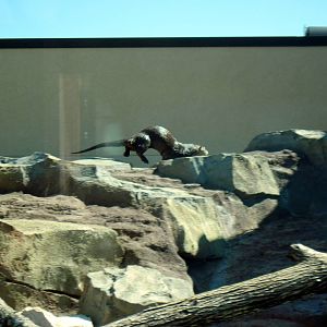 North American River Otter