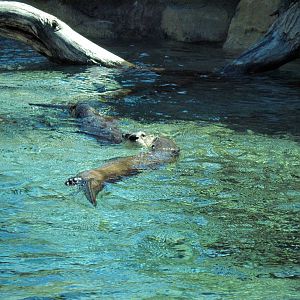 North American River Otters