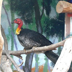 Australian brush turkey / Alectura lathami lathami