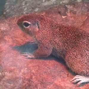 Unstriped Ground Squirrel at Opel-Zoo Kronberg, 30/08/10