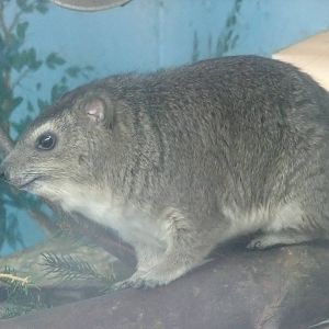 Yellow-spotted Bush Hyrax at Opel-Zoo Kronberg, 30/08/10