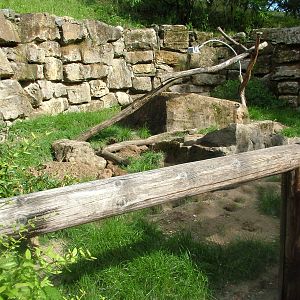 Meerkat Exhibit at Opel-Zoo Kronberg, 30/08/10