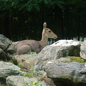 Southern Mountain Reedbuck at Opel-Zoo Kronberg, 30/08/10