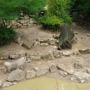 Warthog Exhibit at Opel-Zoo Kronberg, 30/08/10