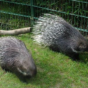 Indian Crested Porcupines at Opel-Zoo Kronberg, 30/08/10