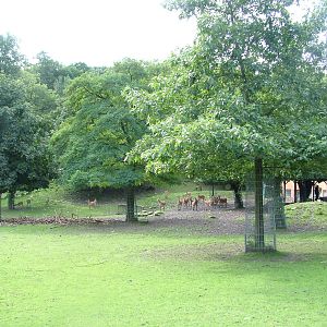 Deer Paddock at Opel-Zoo Kronberg, 30/08/10