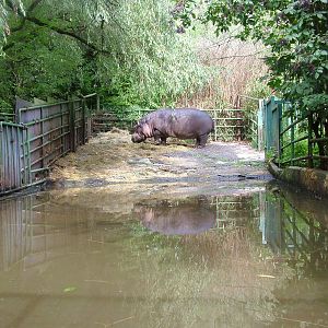 Hippo Exhibit at Opel-Zoo Kronberg, 30/08/10