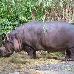 Common Hippo at Opel-Zoo Kronberg, 30/08/10