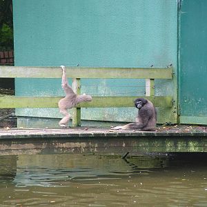Hybrid Gibbons at Opel-Zoo Kronberg, 30/08/10