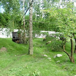 Red Panda/Muntjac Exhibit at Opel-Zoo Kronberg, 30/08/10