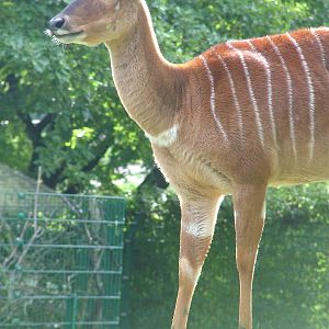 Nyala at Opel-Zoo Kronberg, 30/08/10