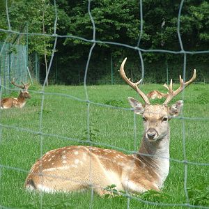 Persian Fallow Bucks at Opel-Zoo Kronberg, 30/08/10