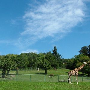 Giraffe and Eland Paddocks at Opel-Zoo Kronberg, 30/08/10