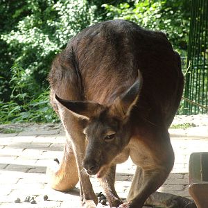 Deer Wallaroo at Opel-Zoo Kronberg, 30/08/10
