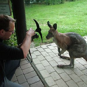 Friendly Deer Wallaroo at Opel-Zoo Kronberg, 30/08/10