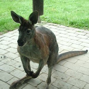 Deer Wallaroo at Opel-Zoo Kronberg, 30/08/10
