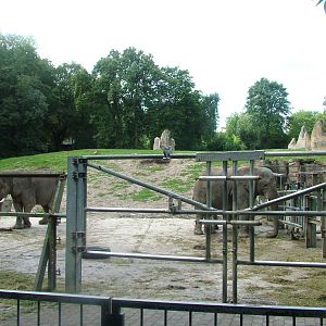 Elephant Paddock at Opel-Zoo Kronberg, 30/08/10