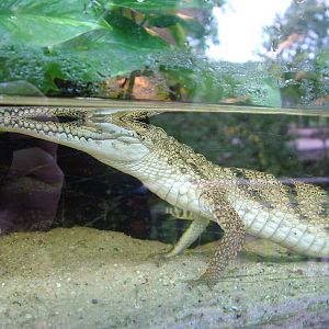 Young Johnston's (Aus. Freshwater) Crocodile at Opel-Zoo Kronberg, 30/08/10
