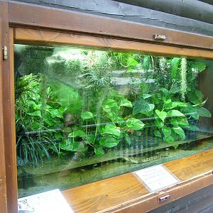 Crocodile Exhibit at Opel-Zoo Kronberg, 30/08/10