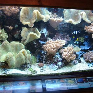 Reef Tank at Opel-Zoo Kronberg, 30/08/10