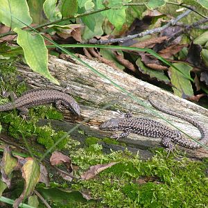 Wall Lizards at Opel-Zoo Kronberg, 30/08/10