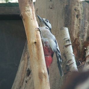 Great Spotted Woodpecker at Opel-Zoo Kronberg, 30/08/10