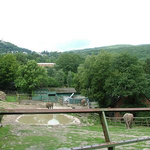 Elephant Paddock at Opel-Zoo Kronberg, 30/08/10
