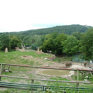 Elephant Paddock at Opel-Zoo Kronberg, 30/08/10