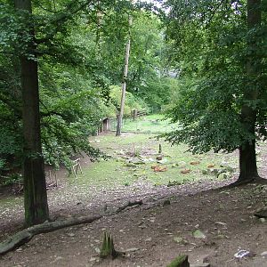 Vietnamese Sika Exhibit at Opel-Zoo Kronberg, 30/08/10