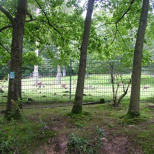 Mouflon Exhibit at Opel-Zoo Kronberg, 30/08/10