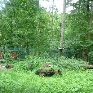 European Lynx Exhibit at Opel-Zoo Kronberg, 30/08/10