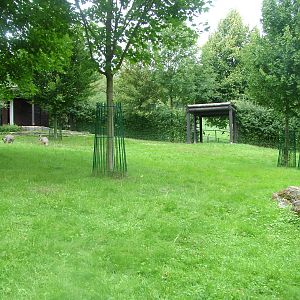 Wallaroo Exhibit at Opel-Zoo Kronberg, 30/08/10