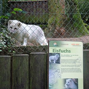 Self-labelling Arctic Fox at Opel-Zoo Kronberg, 30/08/10