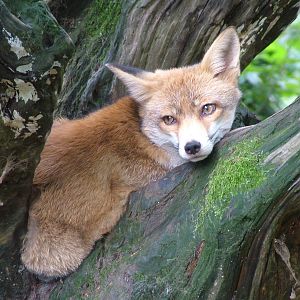 European Red Fox at Opel-Zoo Kronberg, 30/08/10