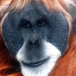 Sumatran orang-utan; Frankfurt; 8th September 2010