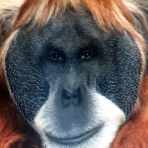 Sumatran orang-utan; Frankfurt; 8th September 2010