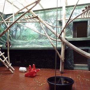 Rare Animal Conservation Center - Douc Langur Exhibit