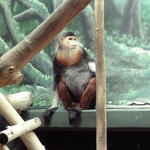 Rare Animal Conservation Center - Douc Langur