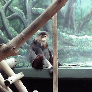 Rare Animal Conservation Center - Douc Langur