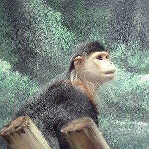 Rare Animal Conservation Center - Douc Langur