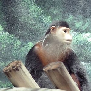 Rare Animal Conservation Center - Douc Langur