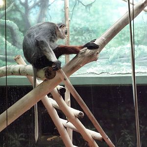 Rare Animal Conservation Center - Douc Langur