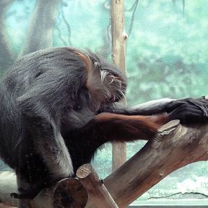 Rare Animal Conservation Center - Douc Langur