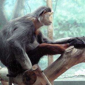 Rare Animal Conservation Center - Douc Langur