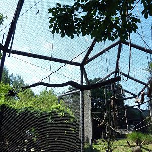 Monkey Junction - White-Bellied Spider Monkey/Black Spider Monkey Exhibit