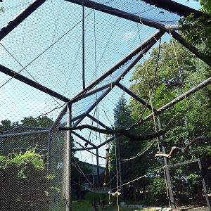 Monkey Junction - White-Bellied Spider Monkey/Black Spider Monkey Exhibit