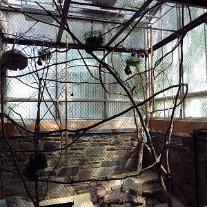 Rare Animal Conservation Center - Rodrigues Fruit Bat Exhibit